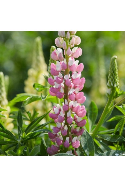 Люпин `Роуз Шадес` – цветочная кисть среди зеленых листьев.